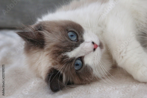 Konstfotografi A fluffy Ragdoll cat with blue eyes and a white coat, lying on a soft surface