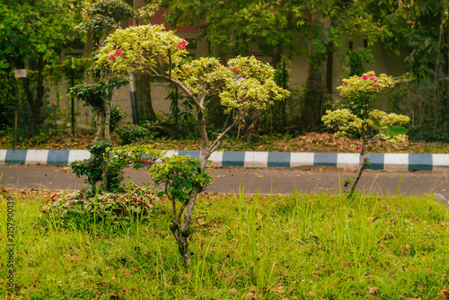 Trimmed shrubs with flowers by roadside greenery