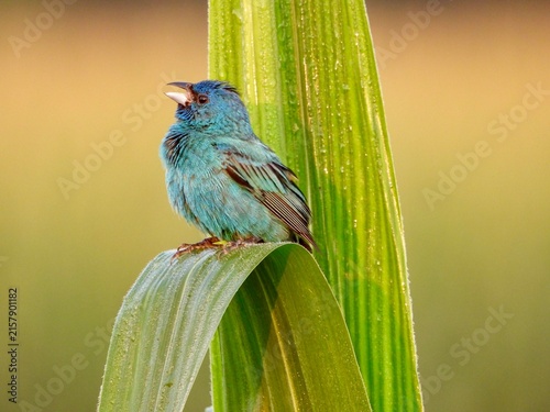 Indigo Bunting in a sunflower field at sunrise perched on a dewy cornstalk leaf