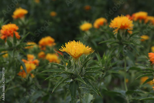 紅花