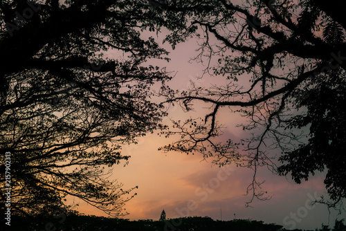 Tree branches framing a soft sunset sky