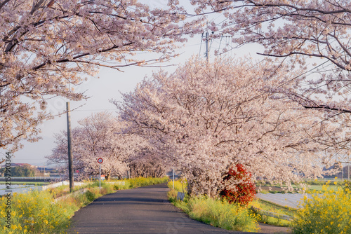 Cherry Blossom-Lined Road with Rape Blossoms in Fukuoka, Japan