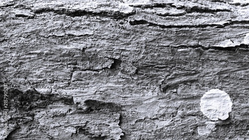 Принти на полотні Light and dark gray tree bark texture with subtle cracks, rough patches, and natural surface variations, suitable for minimalist backgrounds, packaging, and earthy design concepts