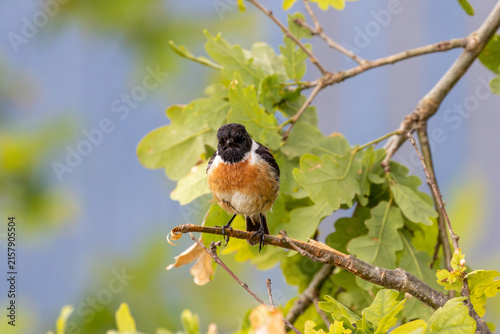 Canvas Print Male stonechat perched in an oak tree