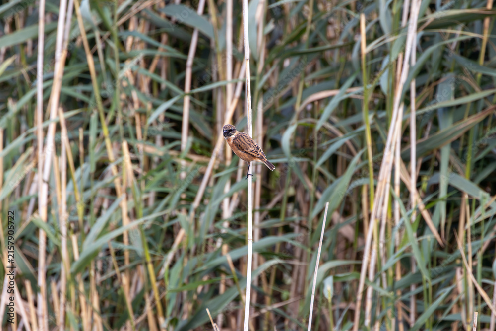 Fototapeta premium Male stonechat perched on a reed