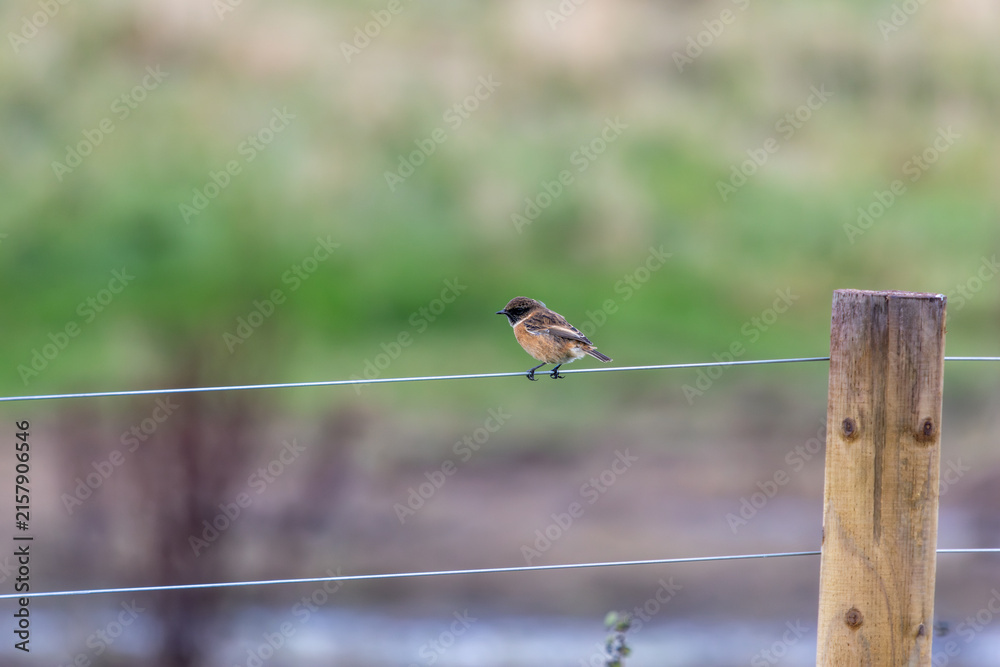 Fototapeta premium Male stonechat perched on a fence wire