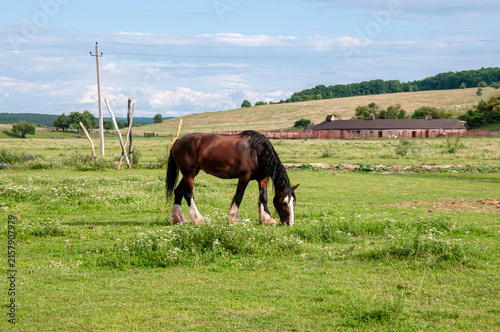 A bay heavy draft horse grazing in front of a wooden farm