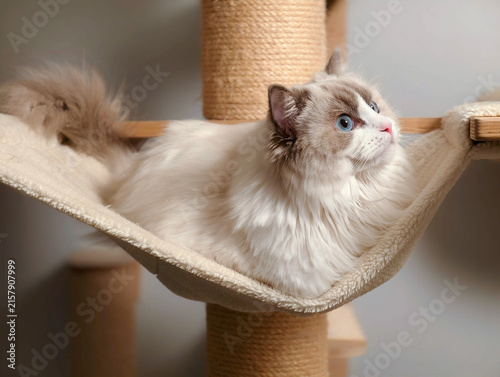Obraz na płótnie Fluffy Ragdoll Cat Resting Comfortably in Cat Tree Hammock Looking Up