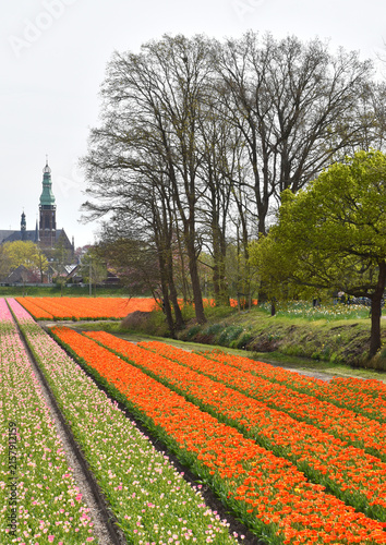 A field in bloom in spring, Lisse, Netherlands