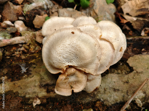 Konstfotografi Wild White Bracket Fungi Cluster on Rotten Wood