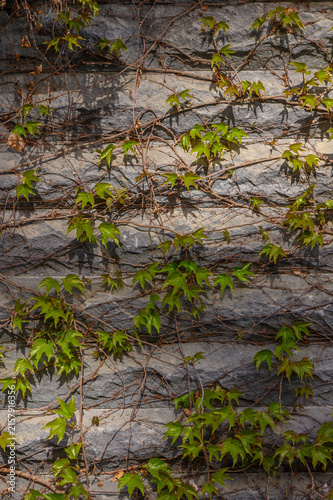 Boston Ivy Parthenocissus Tricuspidata Fast Growing Deciduous Vine