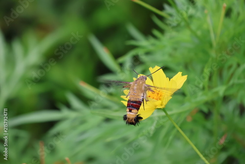 Quadro su tela A hummingbird moth hovering while sipping nectar from yellow cosmos flower