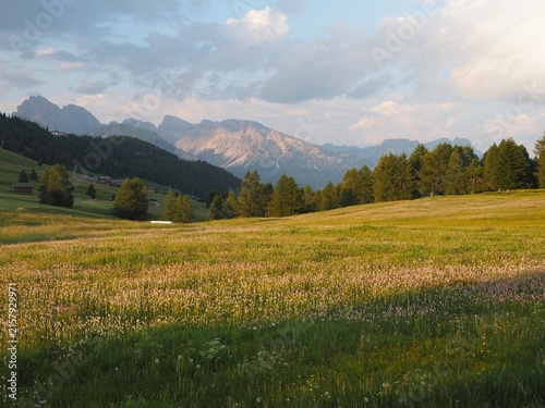 Beautiful Alpe di Siusi landscape with a green meadow covered in wildflowers, alpine forest and majestic Dolomite mountains glowing in warm sunset light in Dolomites, Italy.