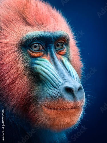 Close up portrait of a colorful mandrill monkey face with blue and red skin.