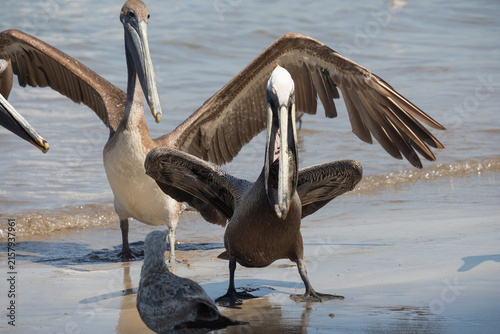 Cuadro en lienzo Brown pelicans (Pelecanus occidentalis) fighting over food on the beach in Mazat