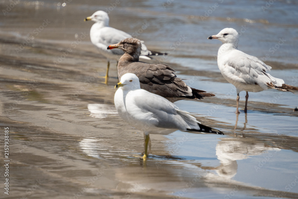 Fototapeta premium Juvenile Heermann's gull (Larus heermanni) and glaucous gulls (Larus hyperboreus) on the beach in Mazatlan, Mexico
