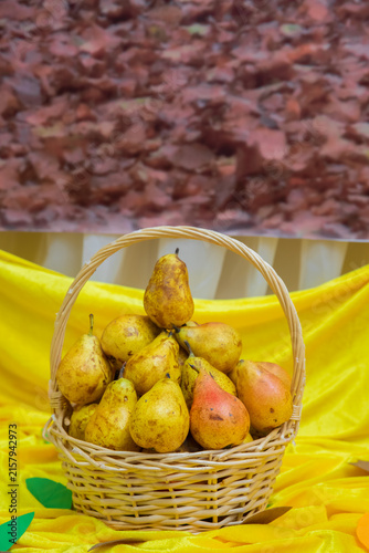 Textural background of dried red and brown autumn leaves. Vibrant, colorful harvest still life, perfect for seasonal decor . Rustic wicker basket with fresh yellow and blush pears on yellow fabric.