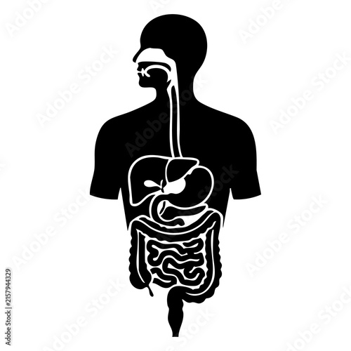 Vector silhouette of the human digestive system