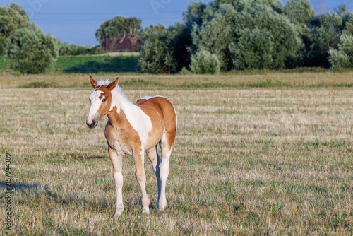 Konstfotografi Beautiful pinto foal standing in a sunny grassy field with trees in the background during golden hour
