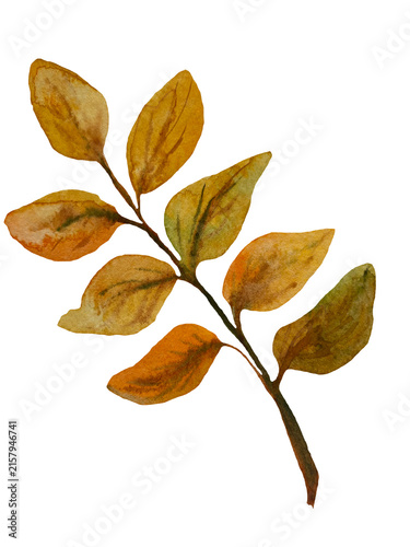 Hand-painted watercolor acacia branch with eight yellow leaves isolated on transparent background