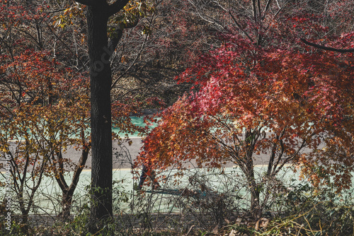 Vibrant red maple tree in autumn park