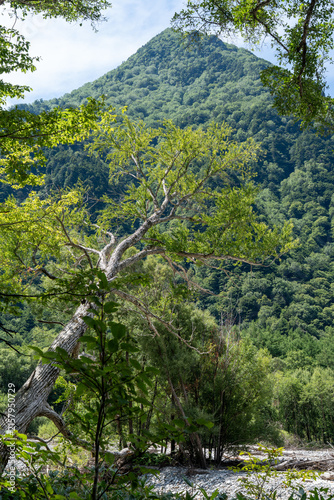 Pointed Mountain Peak Framed by Forest Trees Above Riverbed