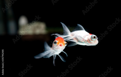 Telescope Eye Goldfish Swimming in Aquarium Tank with Funny Curious Facial Expressions