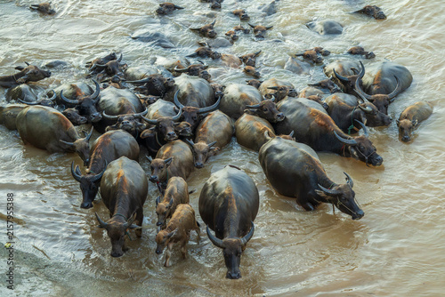 Herd of Water Buffalo Crossing a Muddy River in Rural China