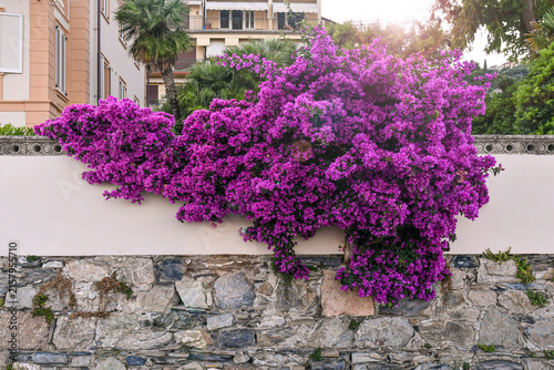 Vibrant purple bougainvillea flowers cascading over a historic stone and plastered wall in Alassio, Liguria, Italy