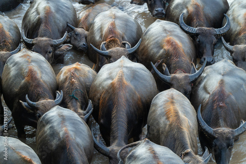 Herd of Water Buffalo Gathered in a Rural Livestock Enclosure in China