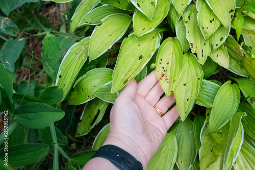 A close-up shot of a gardener's hand holding a yellowing, variegated Hosta leaf riddled with holes from common garden pests like slugs and snails. 
