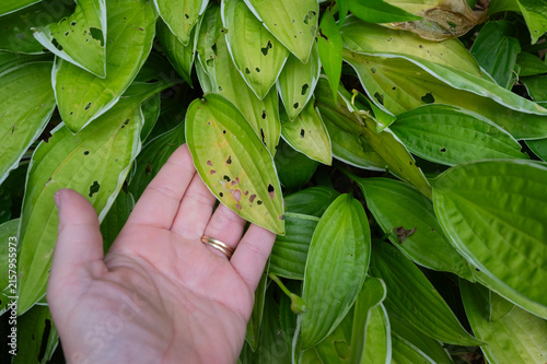 Human hand holding damaged Hosta leaf with slug holes in a garden.