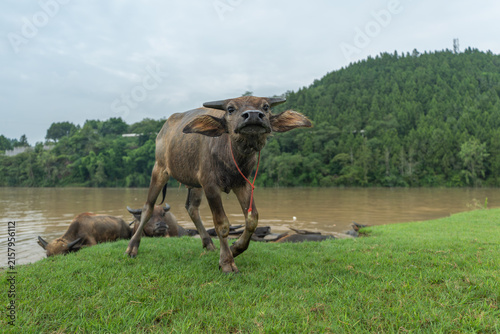 Large Herd of Water Buffalo Emerging from a River in Pengan County, Sichuan, China
