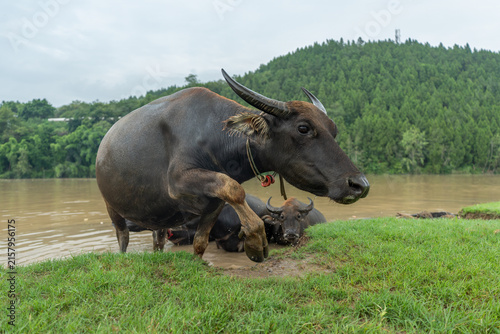 Large Herd of Water Buffalo Emerging from a River in Pengan County, Sichuan, China
