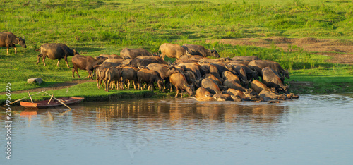 Herd of Water Buffalo Entering a River at Sunset in Pengan County, Sichuan, China
