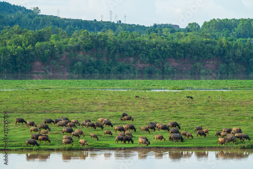 Water Buffalo Herd Grazing on Riverside Grassland in Pengan County, Sichuan, China