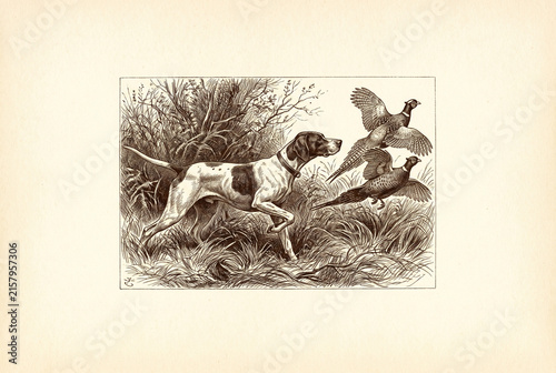Vintage Pointer Dog Chasing Pheasants in Detailed Hunting Engraving