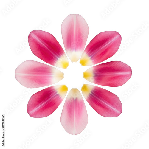 Pink tulip petals arranged in a circular pattern isolated on transparent background