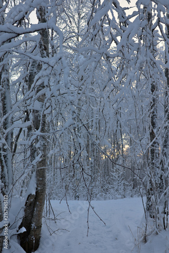 Snow-covered trees in frosty winter forest landscape with frozen branches and snowdrift; Arctic Circle scenic nature in Lapland, Finland