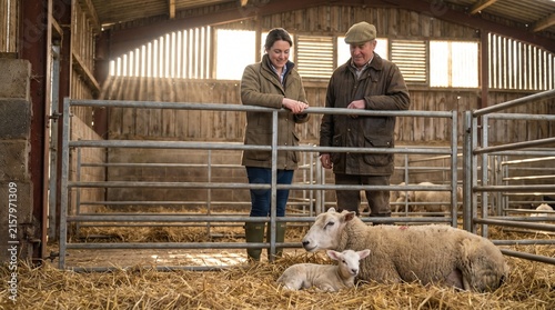 Veterinarian and farmer observe newborn lamb with ewe in shed