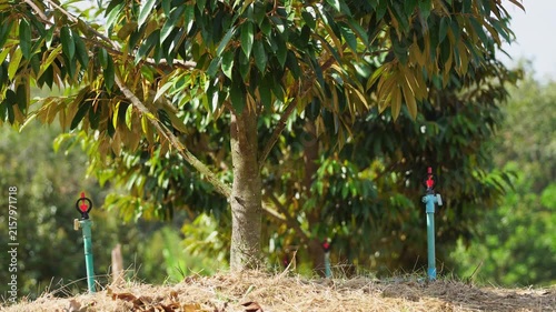 Modern durian farm irrigation system combines water pipelines and sprinklers to support healthy tree growth, improve water efficiency, and enhance agricultural productivity through technology.