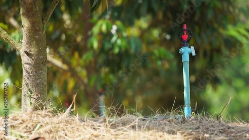 Water pipes connected to sprinkler irrigation in a durian orchard illustrate efficient agricultural water management, crop care, irrigation technology, and responsible use of natural resources.