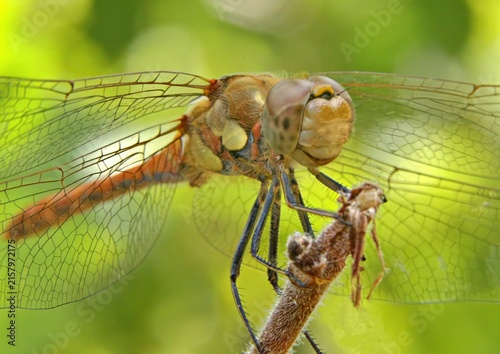 Obraz na płótnie Dragonfly - Large common darter