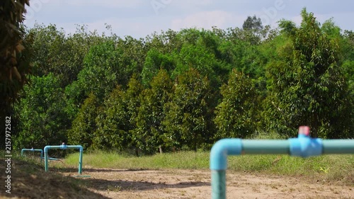 Durian orchard with sprinkler irrigation and water pipelines demonstrates modern farm management, efficient water distribution, smart agriculture technology, and sustainable crop production.