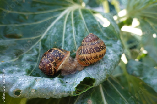 Fotografie Garden snails reproducing on a green cabbage leaf, demonstrating the biology of