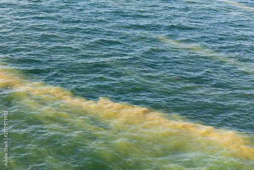 Quadro su tela Blaualgenteppiche auf der Ostsee während der Fährfahrt von Trelleborg nach Rostock im August