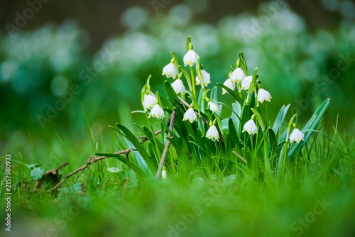 A beautiful cluster of white spring snowflake flowers (Leucojum vernum) blooming in vibrant green grass with a soft blurry background.