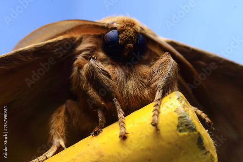 European Gypsy Moth Eye Ball (Lymantria Dispar) Insect Extreme Close-Up macro photography Nature Background
