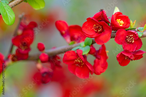 Canvas Print Fleurs rouges de cognassier du Japon avec un bokeh naturel doux
