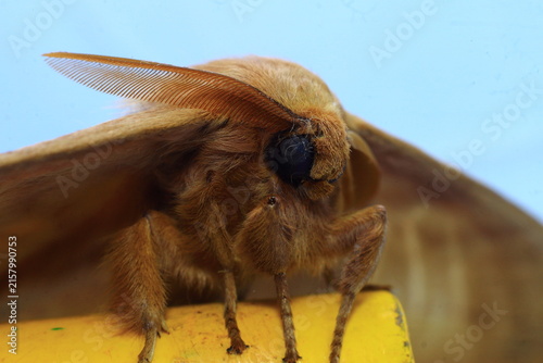 European Gypsy Moth Eye Ball (Lymantria Dispar) Insect Extreme Close-Up macro photography Nature Background
